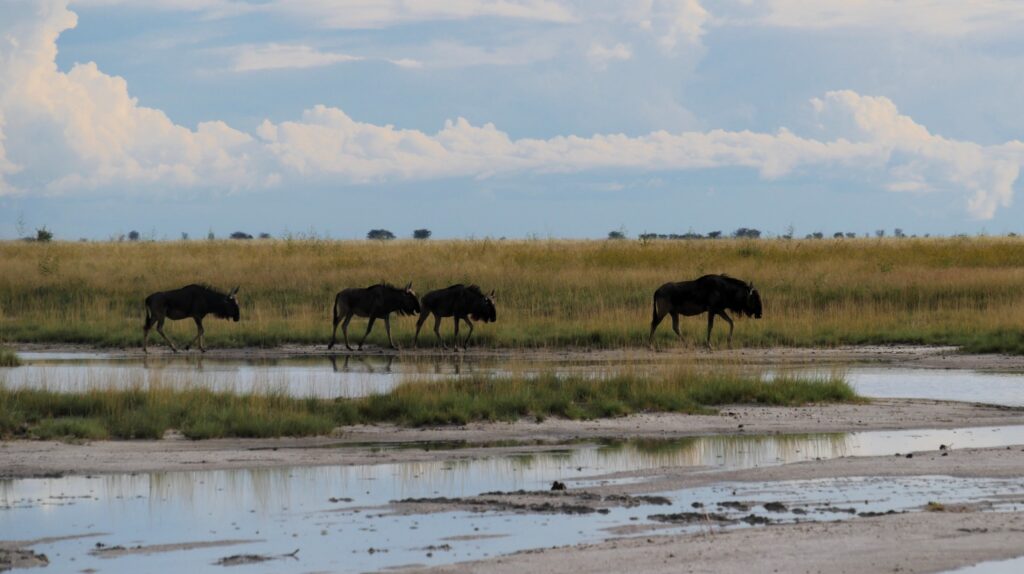 Gnoes of Wildebeests in de Nata Bird Sanctuary
