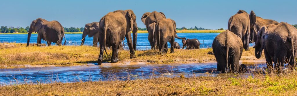 Botswana Okavango Delta met olifanten