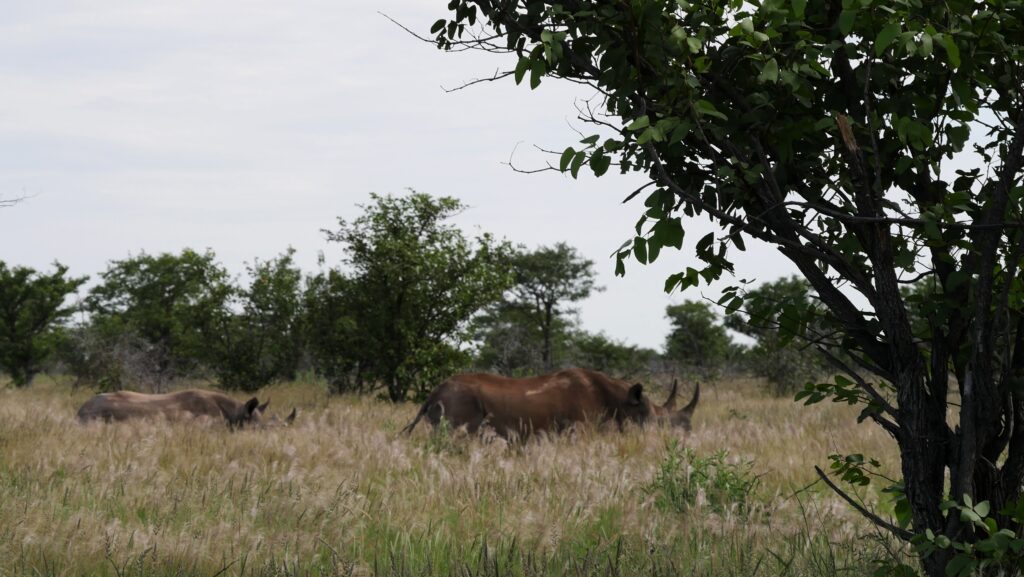 Neushoorns
