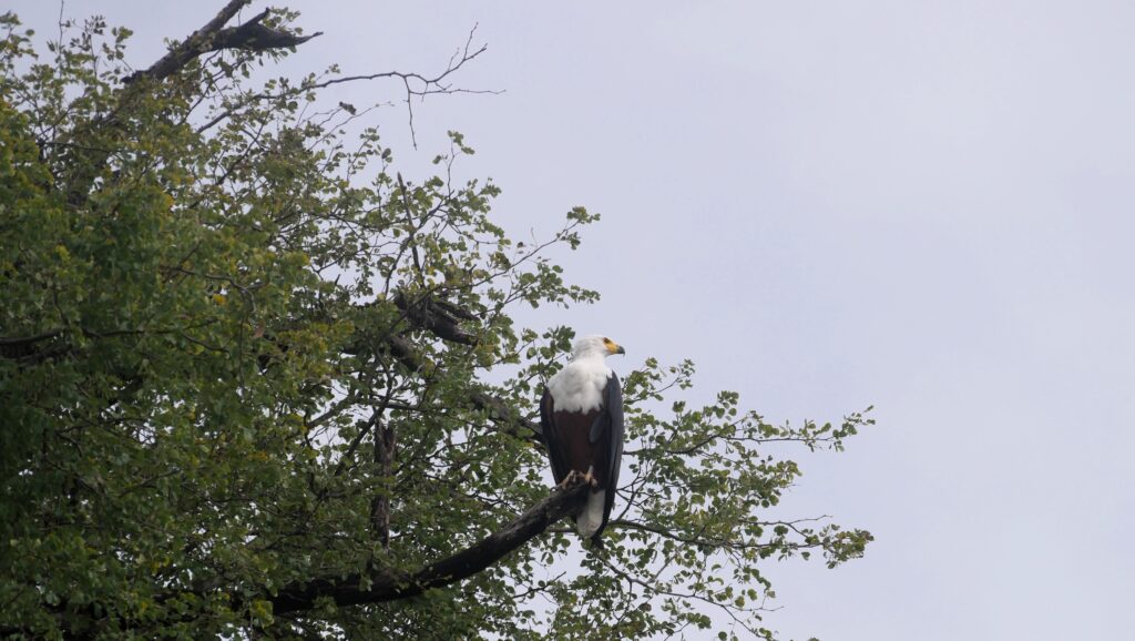 Zeearend langs de over van de Chobe rivier