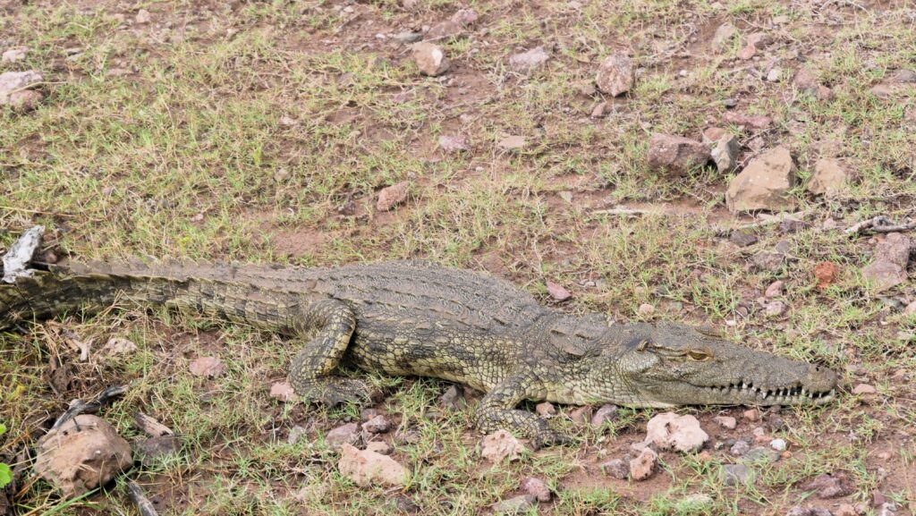 Krokodil op de over van de Chobe rivier